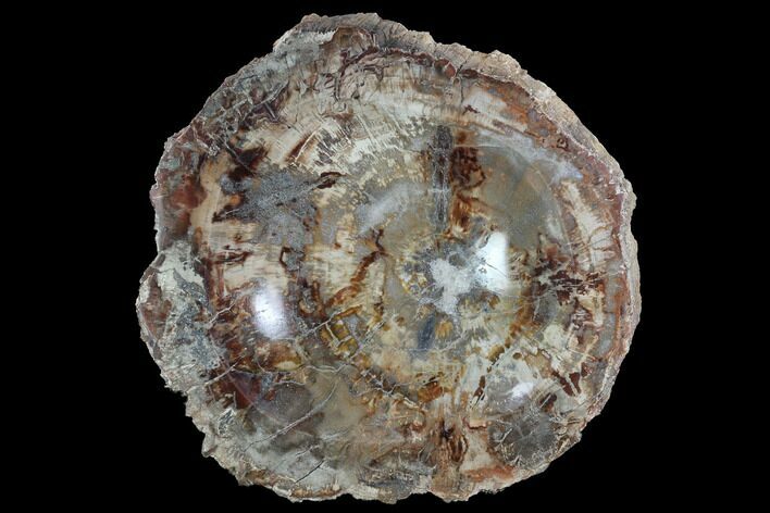 Polished Madagascar Petrified Wood Dish - Madagascar #98294